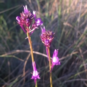 Linaria pelisseriana at Kambah, ACT - 16 Oct 2017