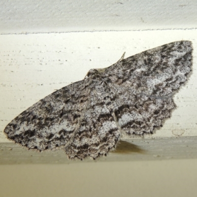 Ectropis fractaria (Ringed Bark Moth) at Conder, ACT - 11 Oct 2017 by michaelb