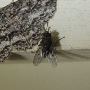 Helina sp. (genus) at Conder, ACT - 12 Oct 2017