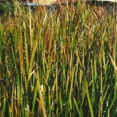 Typha sp. (Cumbungi) at Conder Ponds & stormwater drain - 20 Apr 2000 by michaelb
