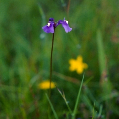 Utricularia dichotoma (Fairy Aprons, Purple Bladderwort) at Tuggeranong DC, ACT - 15 Nov 2005 by MichaelBedingfield
