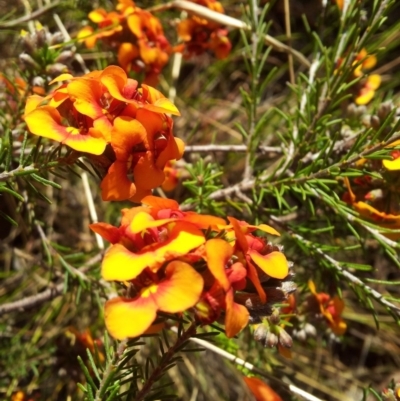 Dillwynia sericea (Egg And Bacon Peas) at Little Taylor Grasslands - 16 Oct 2017 by RosemaryRoth