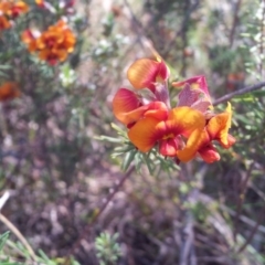 Dillwynia sericea at Kambah, ACT - 17 Oct 2017 09:13 AM