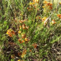 Dillwynia sericea at Kambah, ACT - 17 Oct 2017 09:13 AM