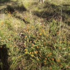 Dillwynia sericea at Kambah, ACT - 17 Oct 2017 09:13 AM