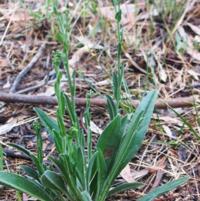 Hackelia suaveolens (Sweet Hounds Tongue) at Red Hill to Yarralumla Creek - 31 Dec 1979 by ruthkerruish