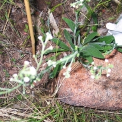 Hackelia suaveolens at Hughes, ACT - 1 Jan 1980 12:00 AM