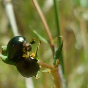 Chrysolina quadrigemina at Isaacs Ridge - 17 Oct 2017 01:42 PM