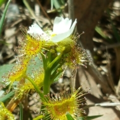 Drosera gunniana (Pale Sundew) at Isaacs Ridge - 17 Oct 2017 by Mike