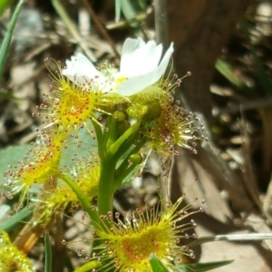 Drosera gunniana at Jerrabomberra, ACT - 17 Oct 2017