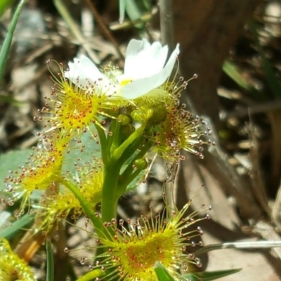 Drosera gunniana (Pale Sundew) at Jerrabomberra, ACT - 17 Oct 2017 by Mike