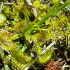 Drosera gunniana at Jerrabomberra, ACT - 17 Oct 2017