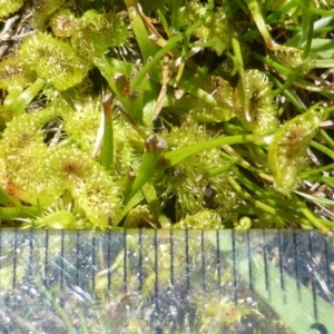 Drosera gunniana at Jerrabomberra, ACT - 17 Oct 2017