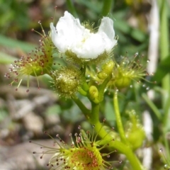 Drosera gunniana at Jerrabomberra, ACT - 17 Oct 2017