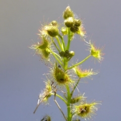 Drosera gunniana at Jerrabomberra, ACT - 17 Oct 2017