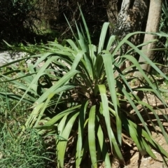 Cordyline sp. (Cordyline) at Isaacs Ridge - 17 Oct 2017 by Mike