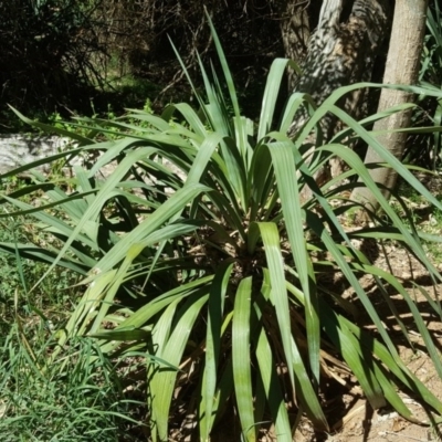 Cordyline sp. (Cordyline) at Isaacs Ridge and Nearby - 17 Oct 2017 by Mike