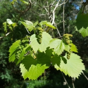 Vitis vinifera at Jerrabomberra, ACT - 17 Oct 2017 02:18 PM