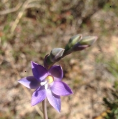 Thelymitra (Genus) (Sun Orchid) at Burra, NSW - 17 Oct 2017 by Safarigirl