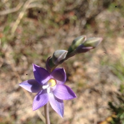 Thelymitra (Genus) (Sun Orchid) at Burra, NSW - 17 Oct 2017 by Safarigirl