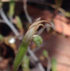 Caladenia sp. (A Caladenia) at Burra, NSW - 17 Oct 2017 by Safarigirl