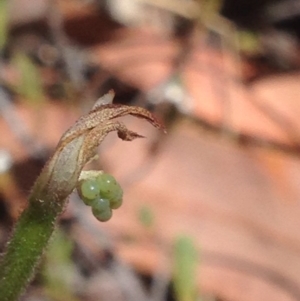 Caladenia sp. at Burra, NSW - 17 Oct 2017