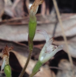 Caladenia sp. at Burra, NSW - 17 Oct 2017