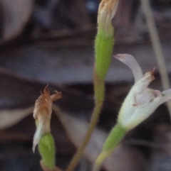 Caladenia sp. at Burra, NSW - 17 Oct 2017