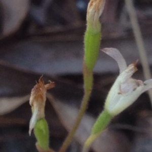 Caladenia sp. at Burra, NSW - 17 Oct 2017