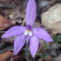 Glossodia major (Wax Lip Orchid) at QPRC LGA - 17 Oct 2017 by Safarigirl