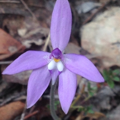 Glossodia major (Wax Lip Orchid) at QPRC LGA - 17 Oct 2017 by Safarigirl