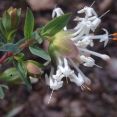 Pimelea linifolia (Slender Rice Flower) at QPRC LGA - 17 Oct 2017 by Safarigirl