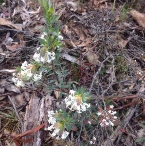 Pimelea linifolia at Burra, NSW - 17 Oct 2017 07:31 PM