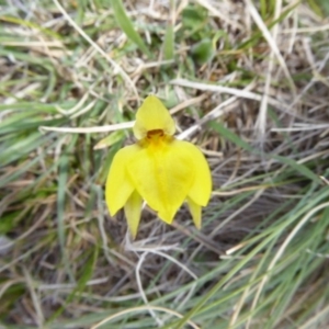 Diuris subalpina at Rendezvous Creek, ACT - suppressed