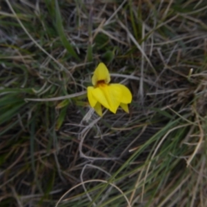 Diuris subalpina at Rendezvous Creek, ACT - suppressed