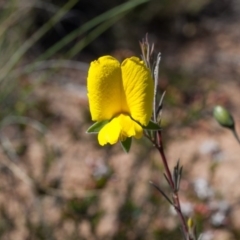 Gompholobium huegelii (pale wedge–pea) at Murrumbateman, NSW - 16 Oct 2017 by SallyandPeter
