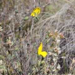 Gompholobium huegelii at Murrumbateman, NSW - 16 Oct 2017