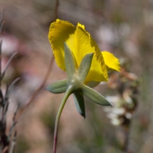 Gompholobium huegelii at Murrumbateman, NSW - 16 Oct 2017