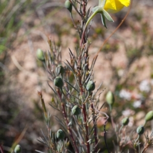 Gompholobium huegelii at Murrumbateman, NSW - 16 Oct 2017