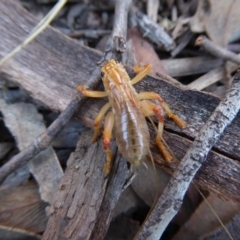 Paragryllacris sp. (genus) (Raspy or Tree cricket) at Bruce, ACT - 20 Sep 2017 by AndyRussell