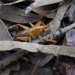 Paragryllacris sp. (genus) at Bruce, ACT - 20 Sep 2017 11:17 AM