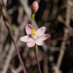 Thelymitra carnea at Murrumbateman, NSW - suppressed