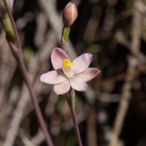 Thelymitra carnea at Murrumbateman, NSW - 17 Oct 2017