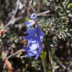 Thelymitra ixioides (Dotted Sun Orchid) at Murrumbateman, NSW - 16 Oct 2017 by SallyandPeter