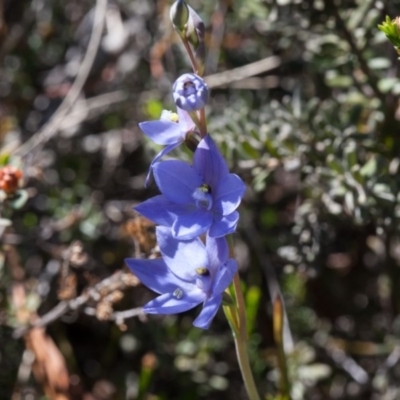 Thelymitra ixioides (Dotted Sun Orchid) at Murrumbateman, NSW - 16 Oct 2017 by SallyandPeter