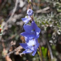 Thelymitra ixioides at Murrumbateman, NSW - suppressed