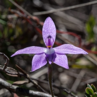 Glossodia major (Wax Lip Orchid) at Murrumbateman, NSW - 17 Oct 2017 by SallyandPeter
