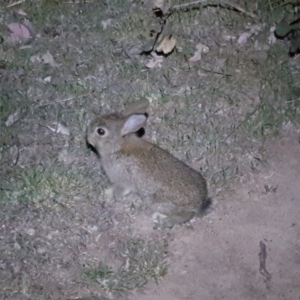 Oryctolagus cuniculus at Symonston, ACT - 17 Oct 2017 09:23 PM