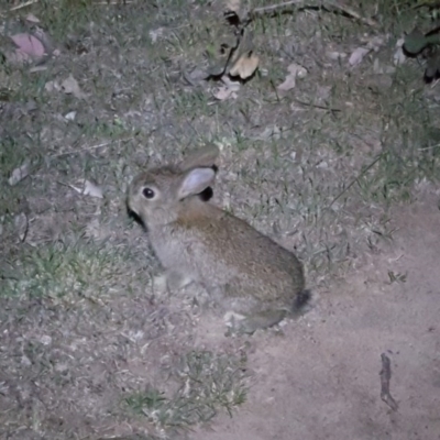 Oryctolagus cuniculus (European Rabbit) at Callum Brae - 17 Oct 2017 by Mike