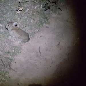 Oryctolagus cuniculus at Symonston, ACT - 17 Oct 2017 09:23 PM